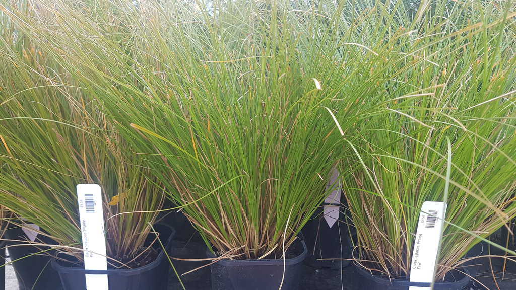 Carex testacea 'Prairie Fire' ---